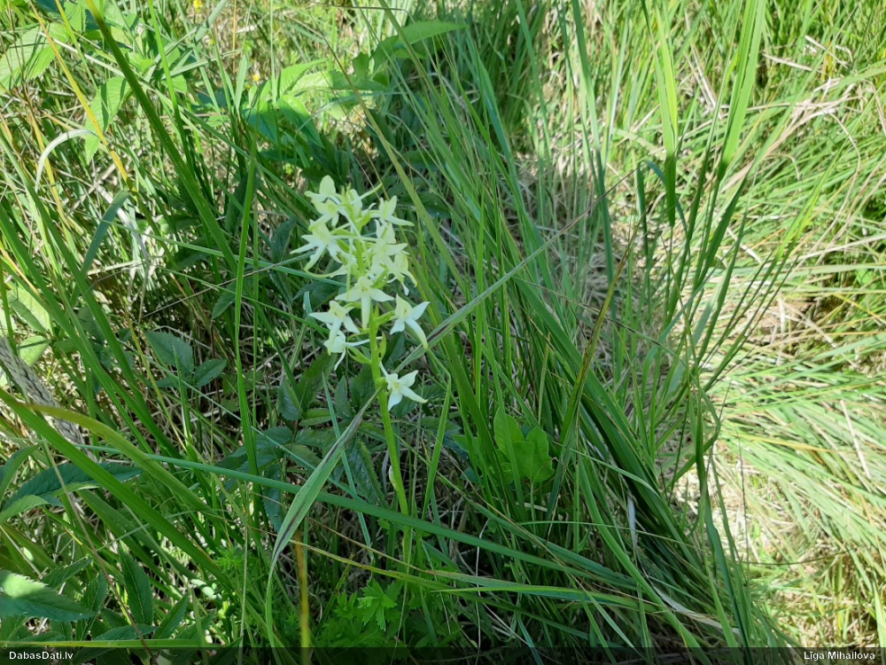 Smaržīgā naktsvijole