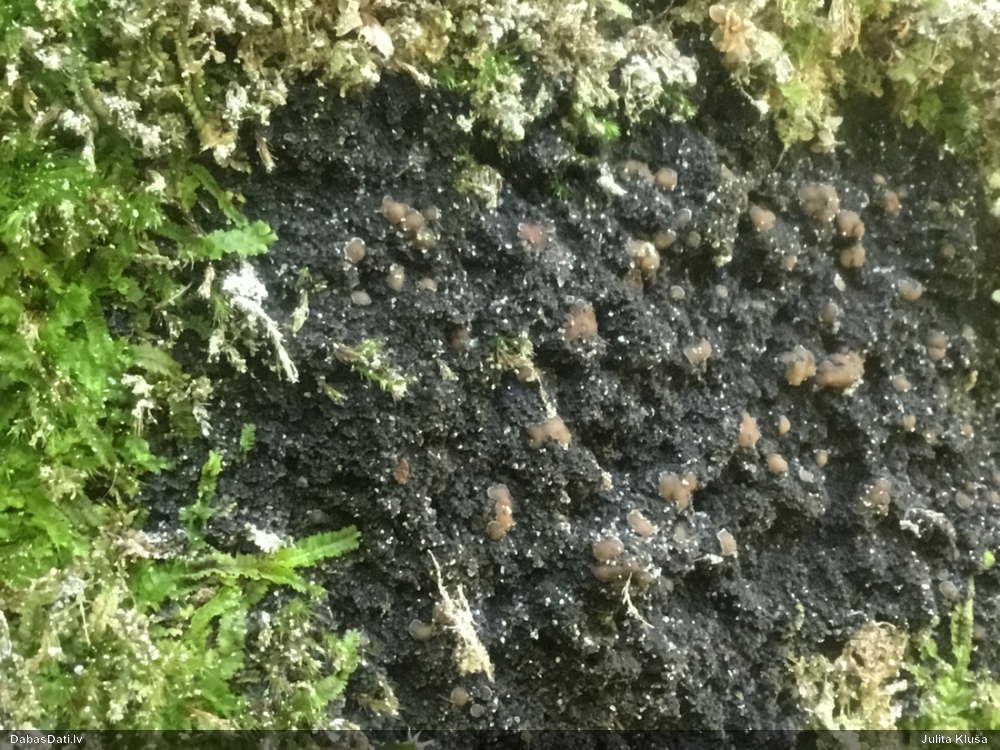 Ķērpis Protopannaria pezizoides