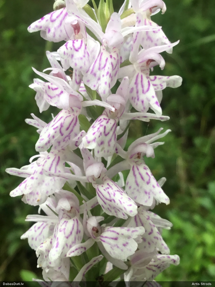 Plankumainā dzegužpirkstīte