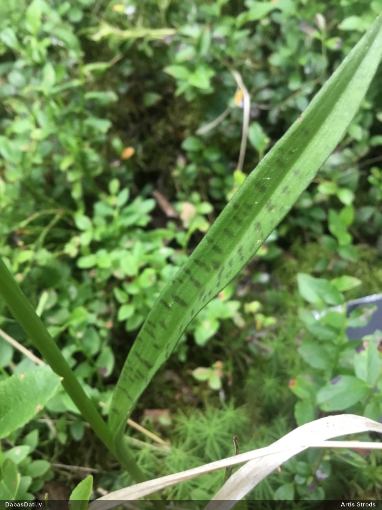 пальчатокоренник пятнистый