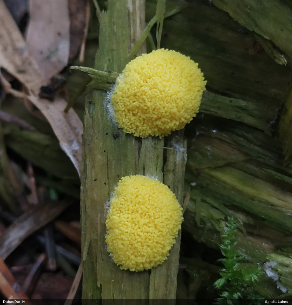 Dzeltenais ragansviests