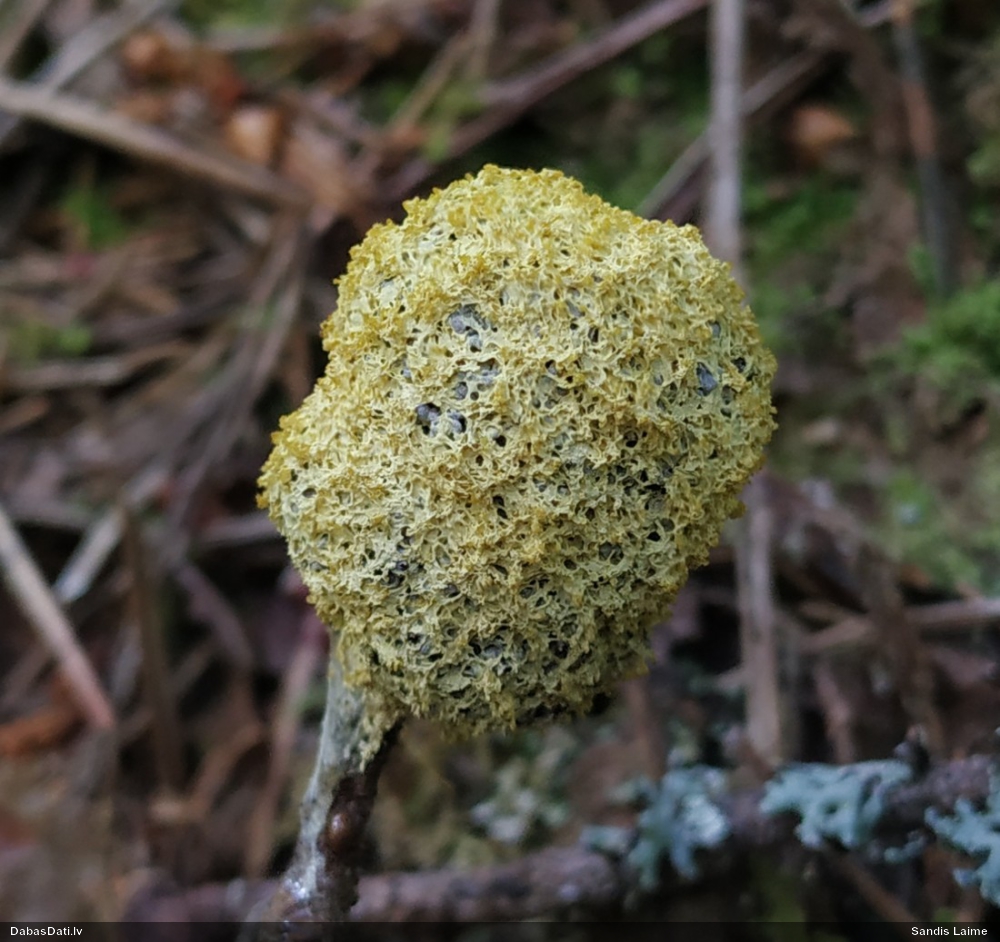 Dzeltenais ragansviests