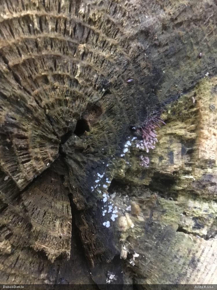 Sudrabainā cilindrīte