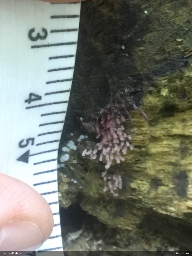 Sudrabainā cilindrīte