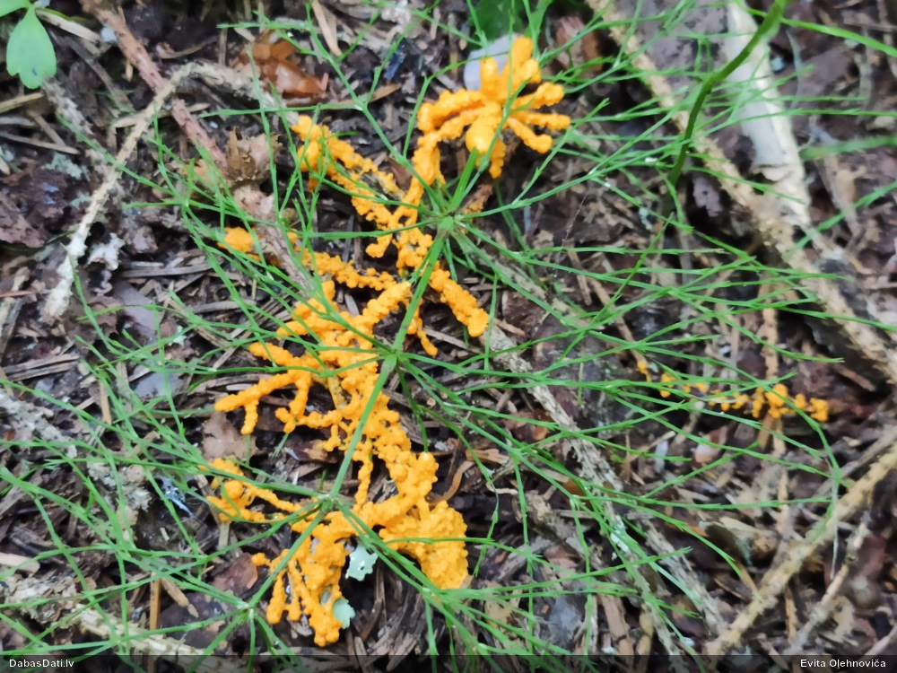 Paciņu ragansviests / trauslā lāsenīte