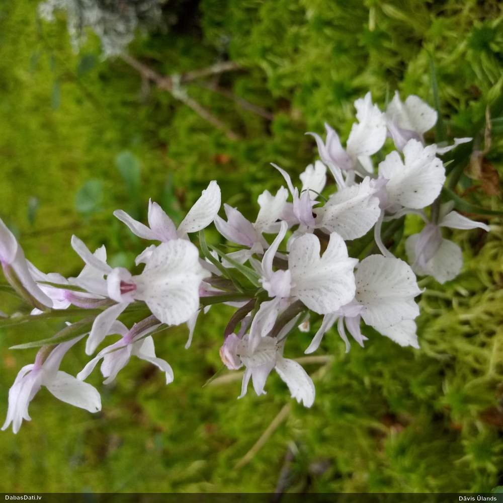 Purva dzegužpirkstīte