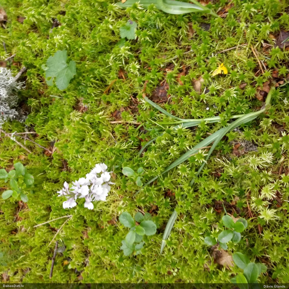 Purva dzegužpirkstīte