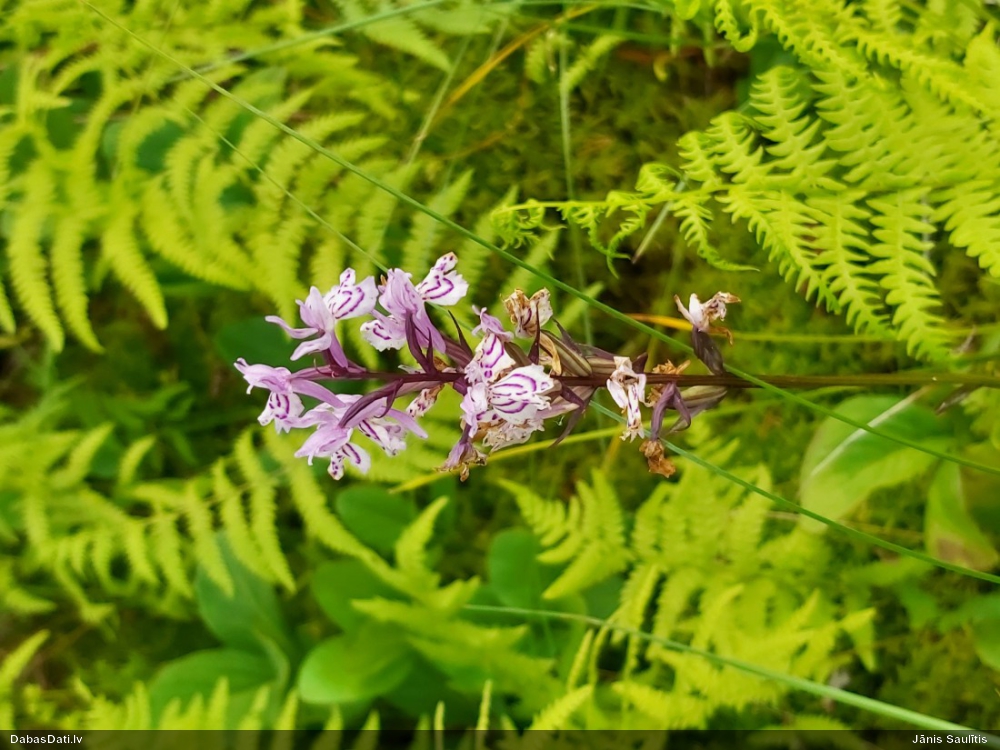 Plankumainā dzegužpirkstīte