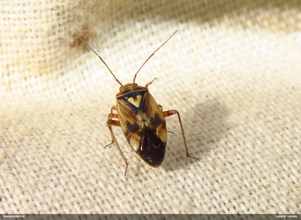 Mīkstblakts Lygus gemellatus