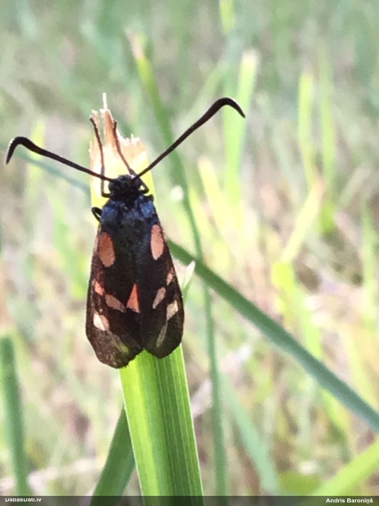 Ceļteku raibspārnis