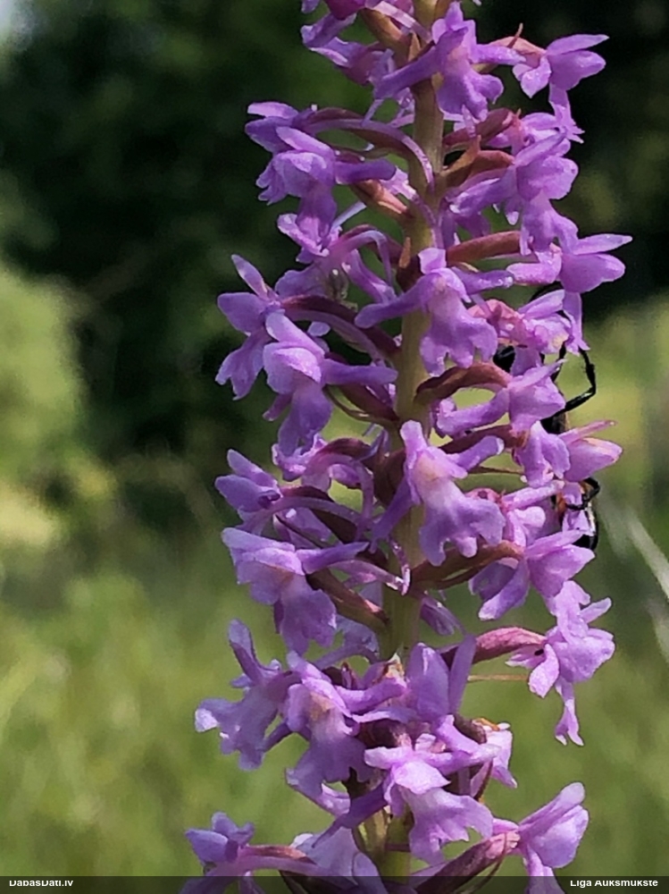 Blīvziedu gimnadēnija