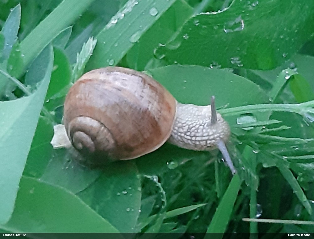 Parka vīngliemezis (īstais vīngliemezis)