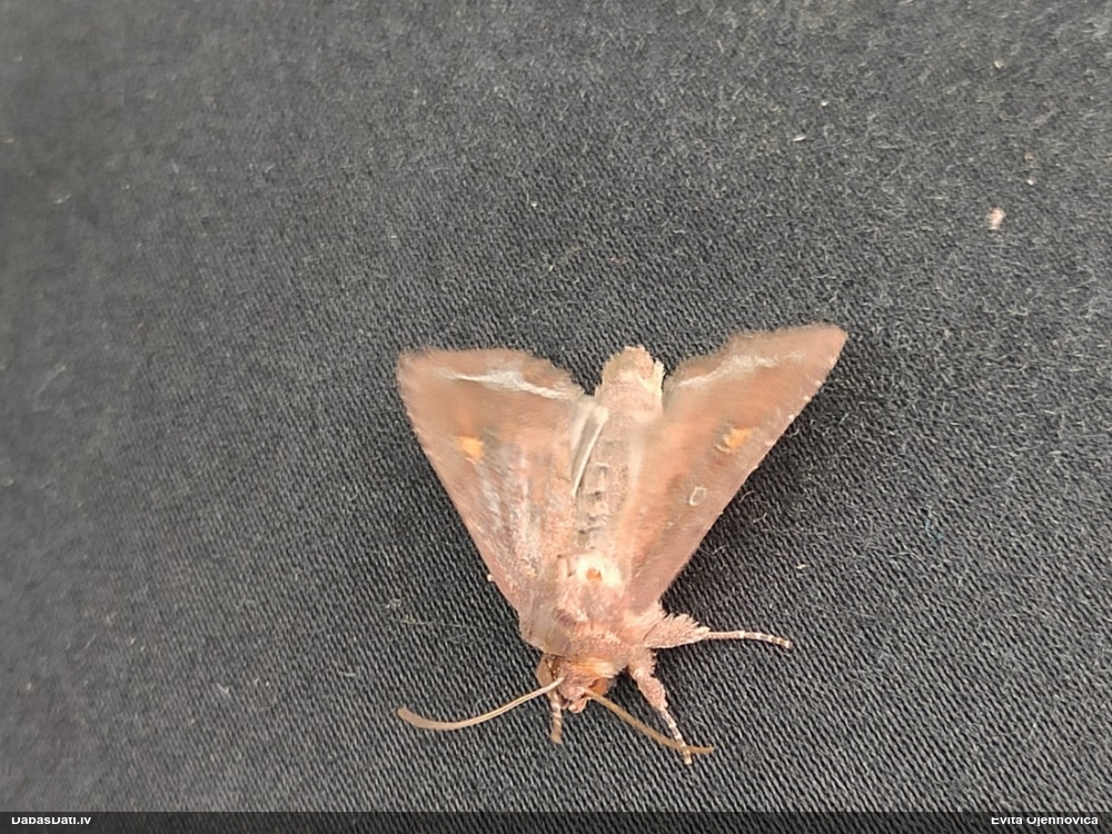 Lakstpūcīte Amphipoea sp.