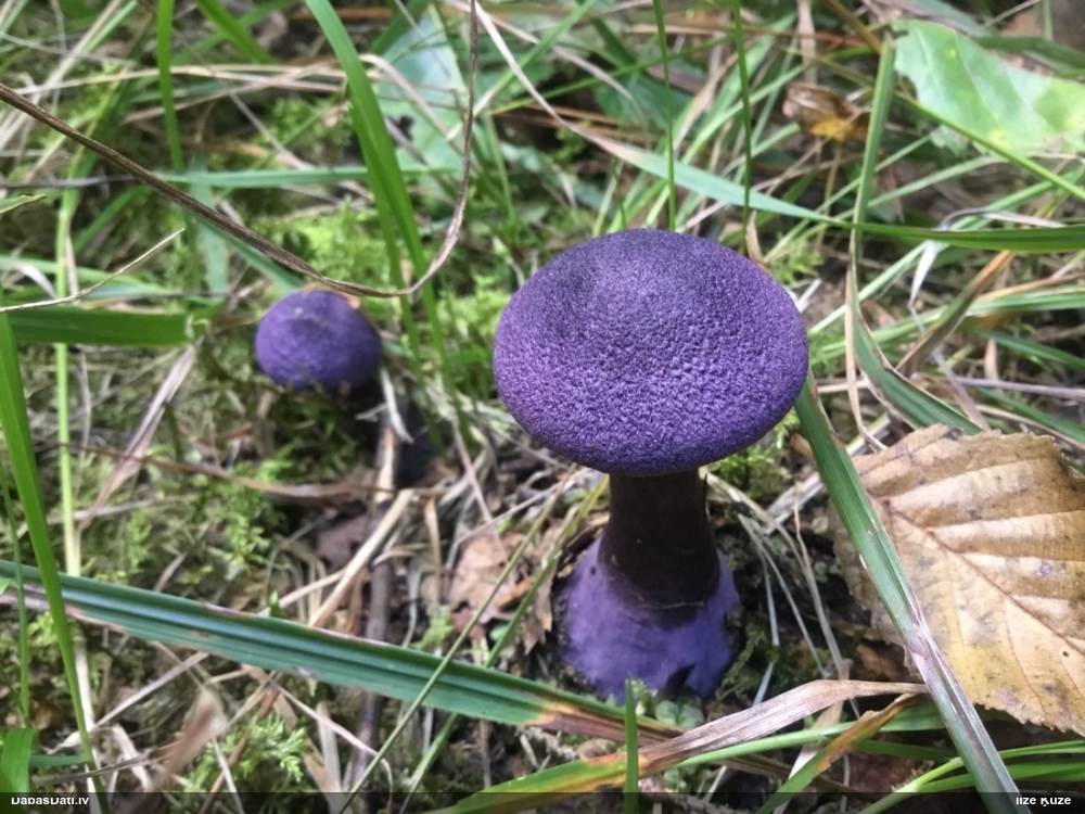 Violetā tīmeklene