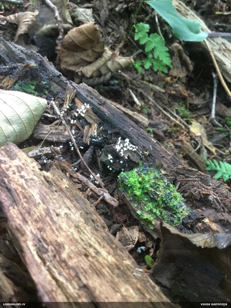 Arcīrija (nenoteikta)