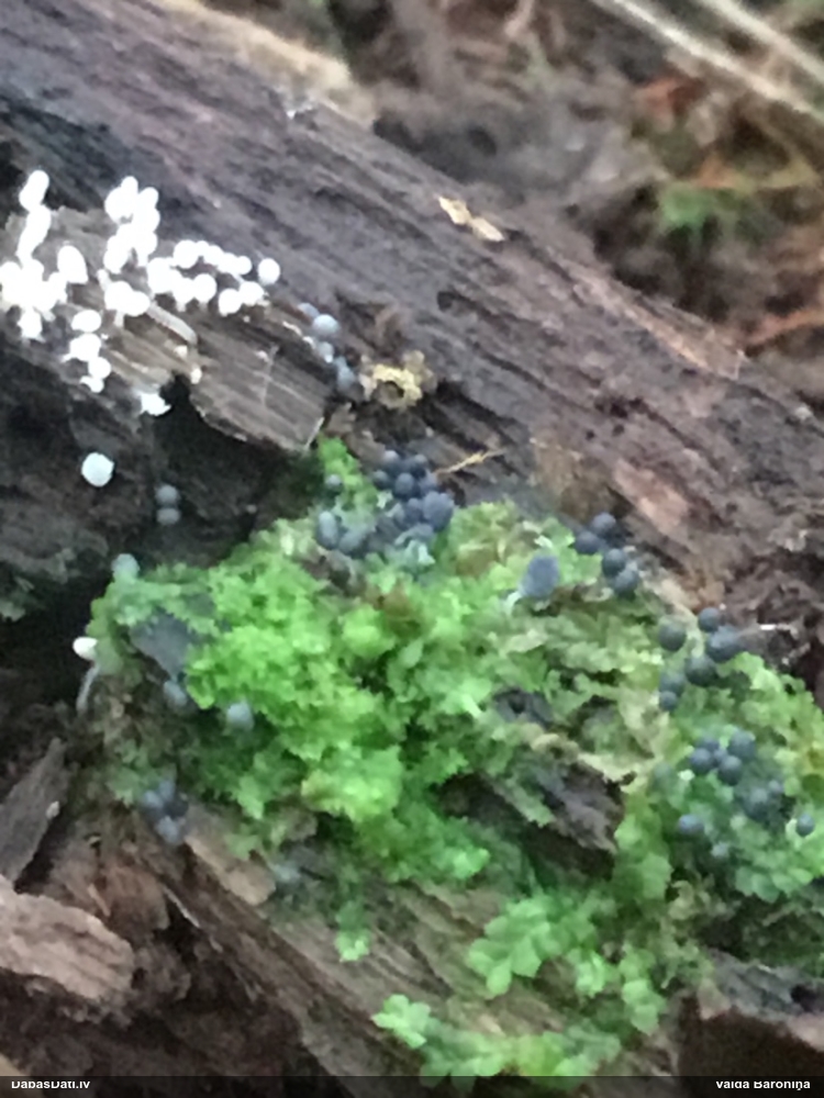 Arcīrija (nenoteikta)