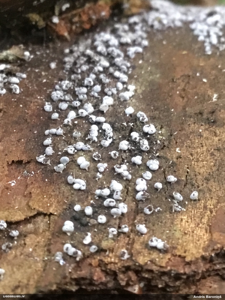 Pumpurīte (nenoteikta)