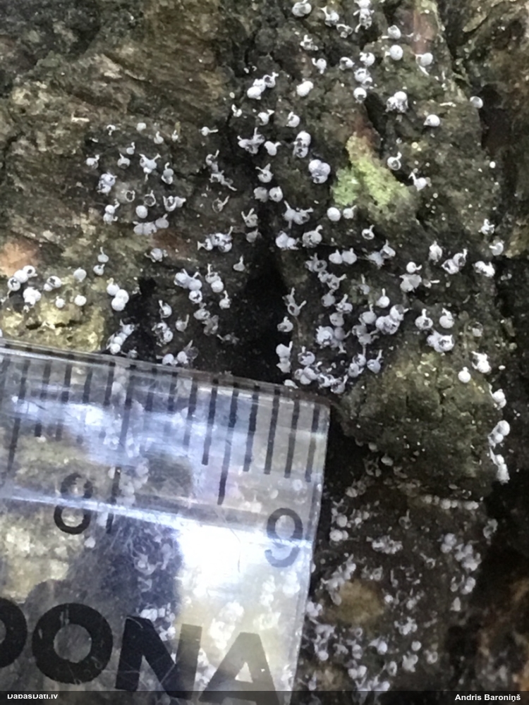 Pumpurīte (nenoteikta)