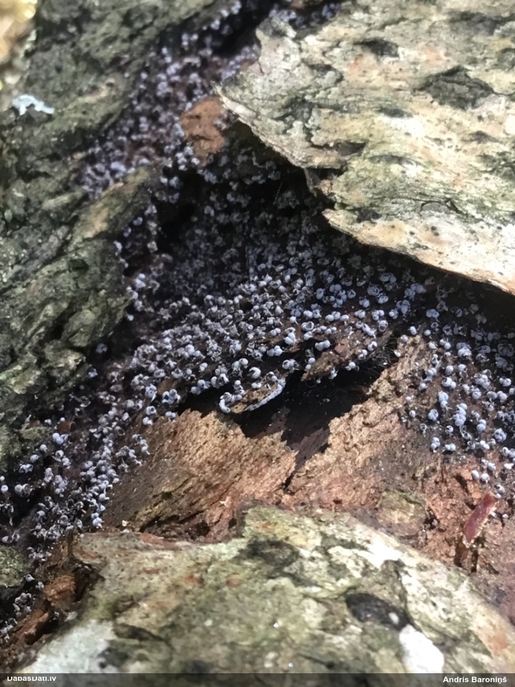 Pumpurīte (nenoteikta)