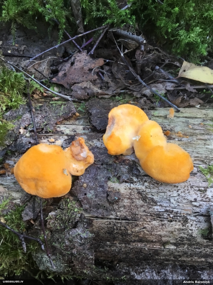 Pūkainā mīkstpiepe