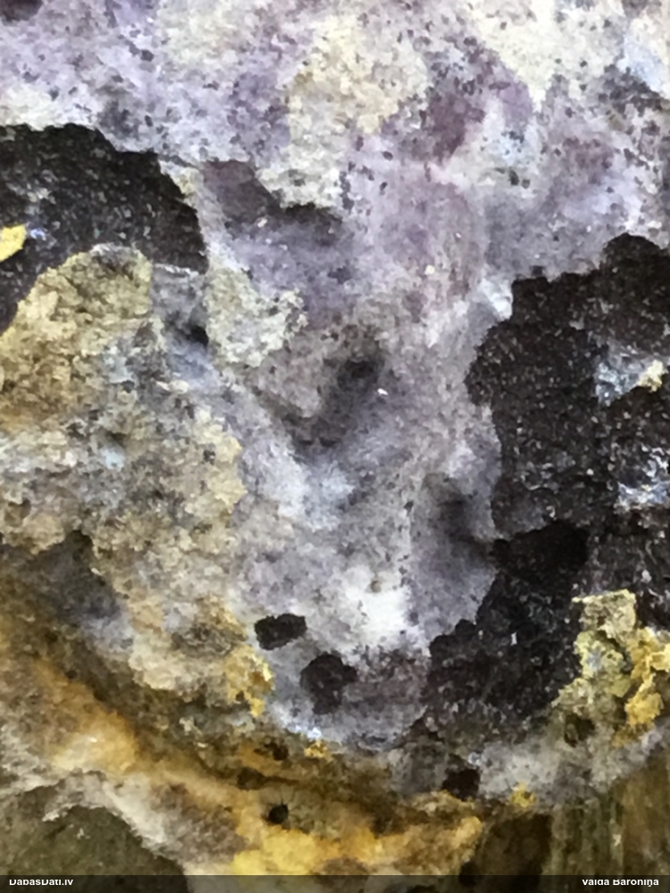 Baltais ragansviests