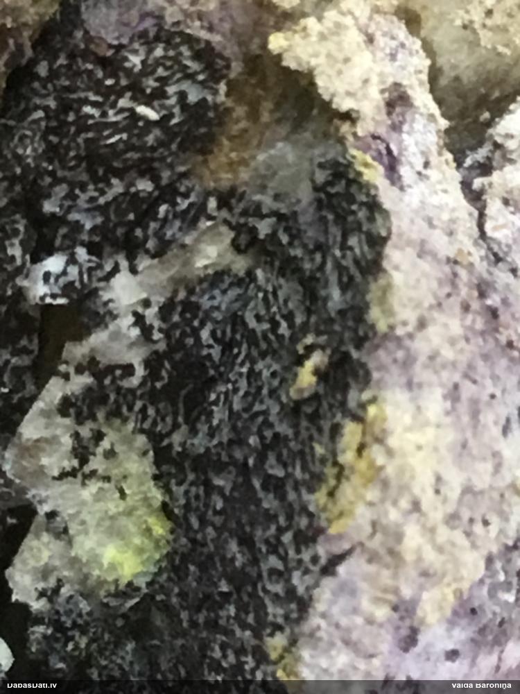 Baltais ragansviests