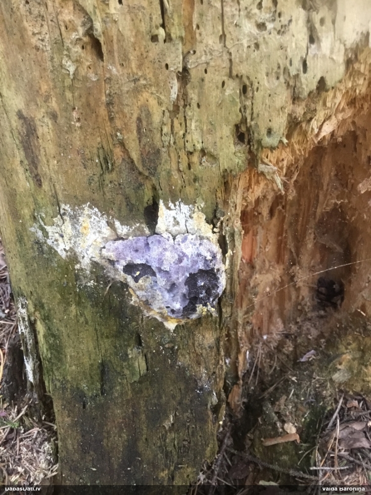 Baltais ragansviests