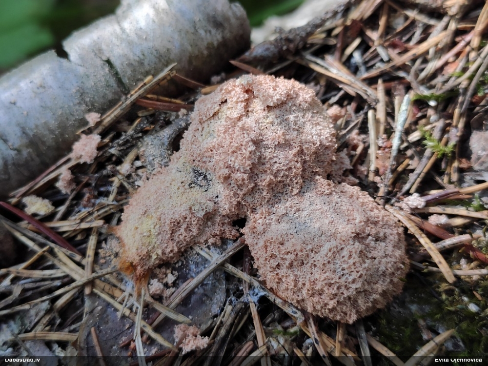 Bēšais ragansviests