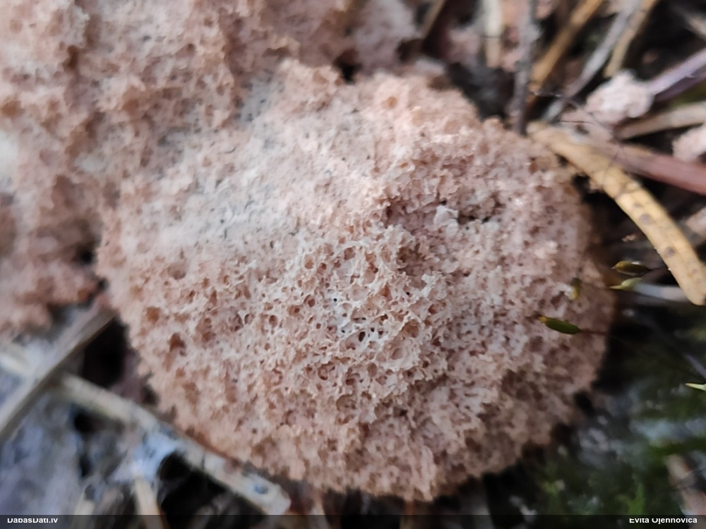 Bēšais ragansviests