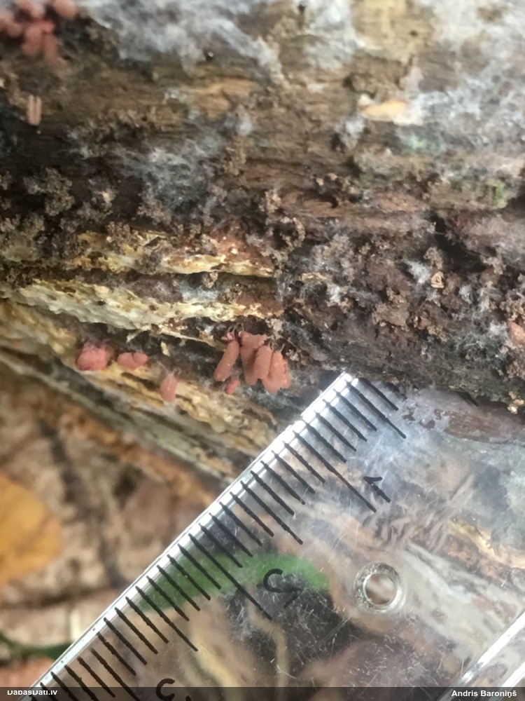 Sprodzīte (pelēka, sarkana; nenoteikta)