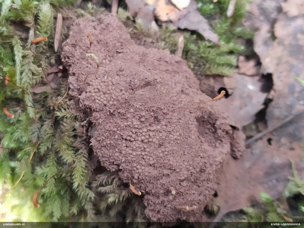 Parastā aveņgļotsēne