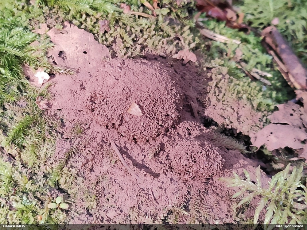 Parastā aveņgļotsēne