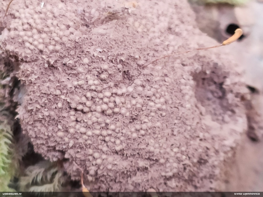 Parastā aveņgļotsēne (bij. aveņu gļotsēne)