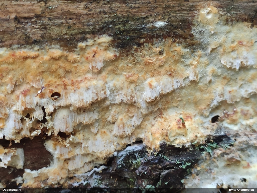 Kokvilnas vatespiepe