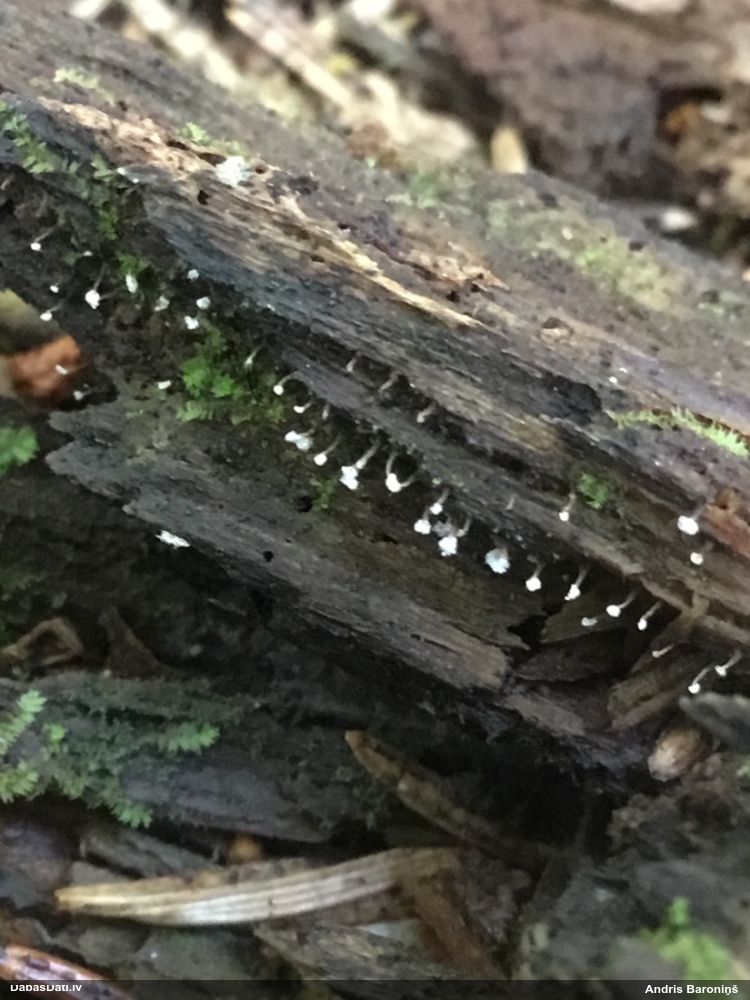 Nokarenā pumpurīte