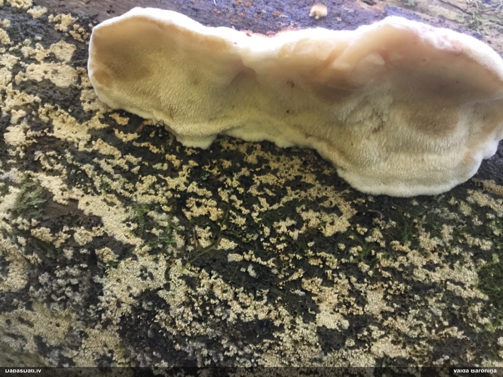 Mainīgā mīkstpiepe