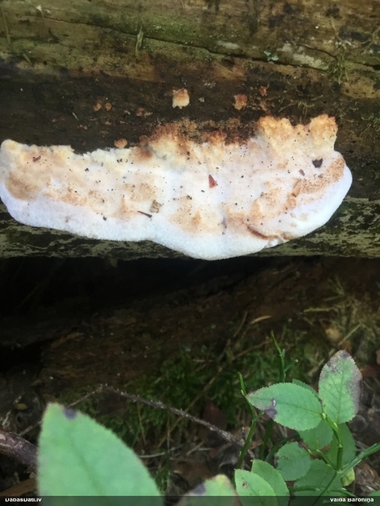 Mainīgā mīkstpiepe