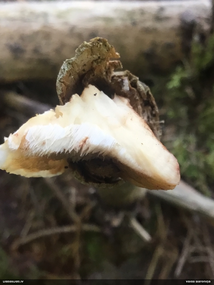 Mainīgā mīkstpiepe