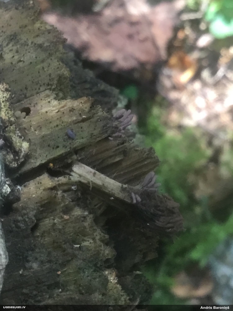 Neievērotā cilindrīte