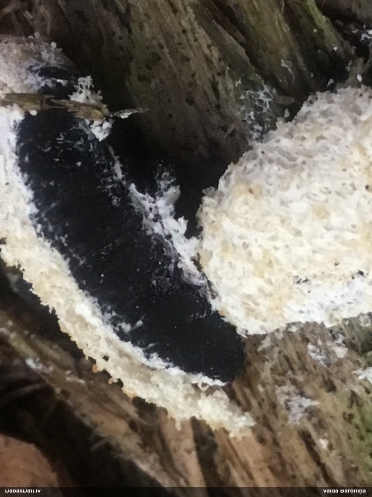 Baltais ragansviests