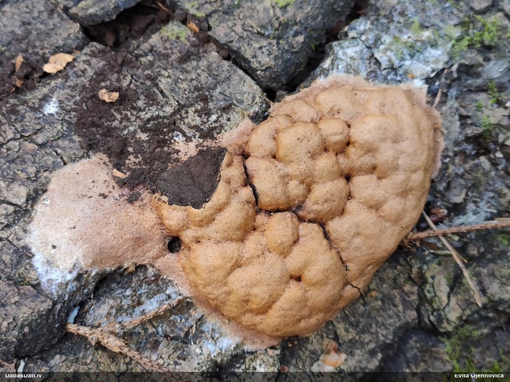 Gludais ragansviests (plašā nozīmē, līdzīgo grupa)