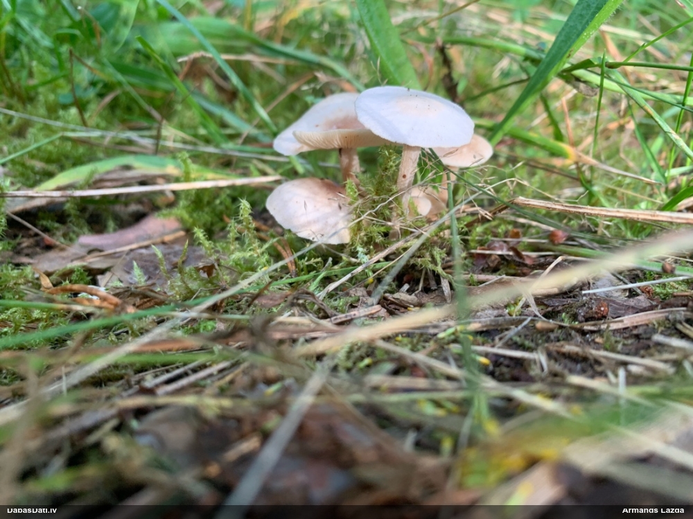 Lapiņsēne (nenoteikta)