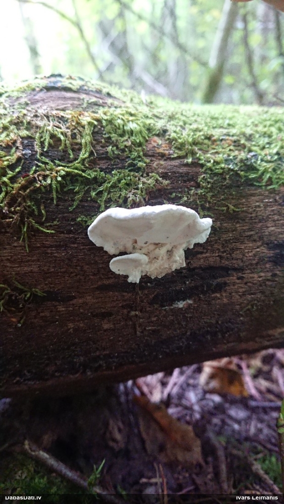 Pusklājeniskā/sniegbaltā baltene