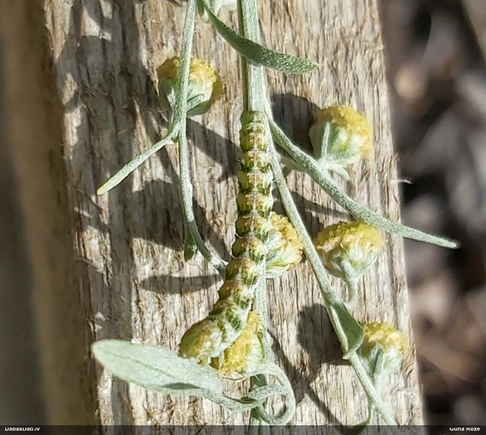 Mūks Cucullia sp.