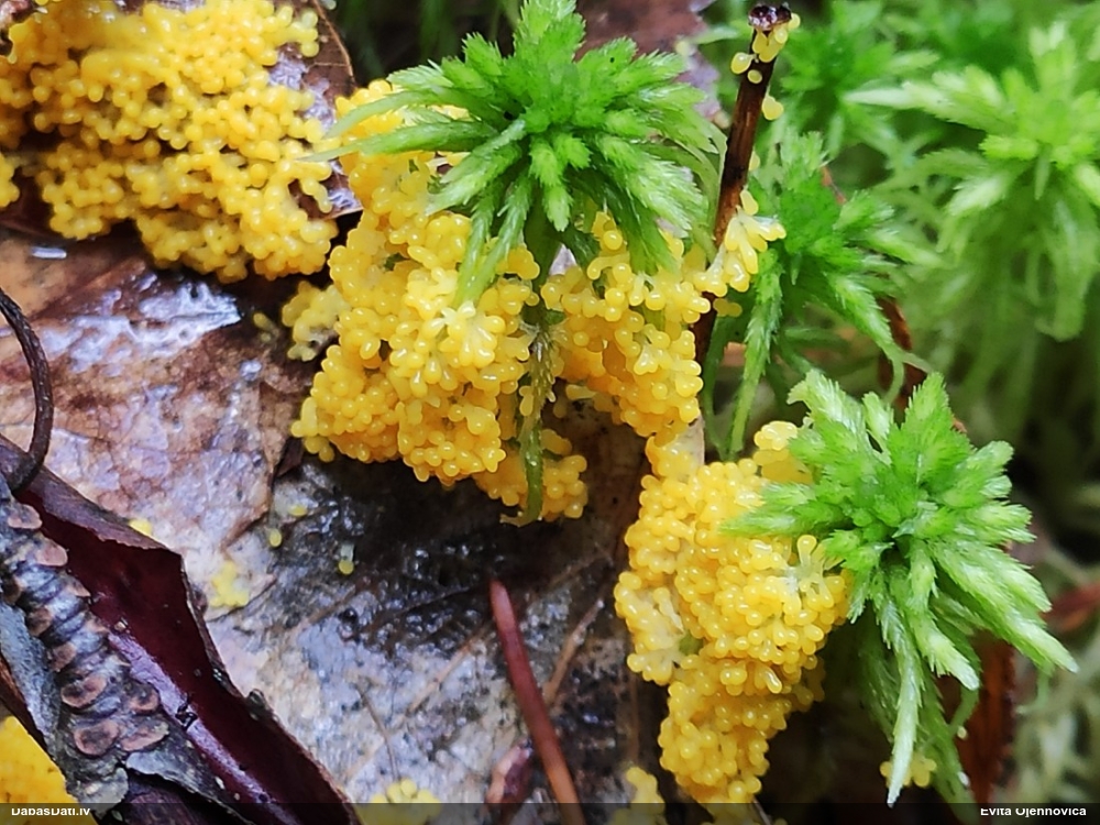 Zaļganā pumpurīte