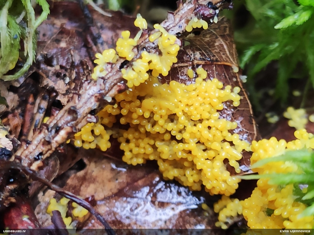 Zaļganā pumpurīte