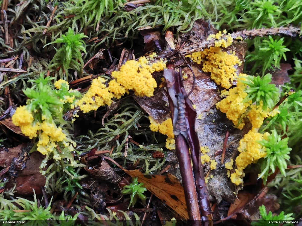 Zaļganā pumpurīte