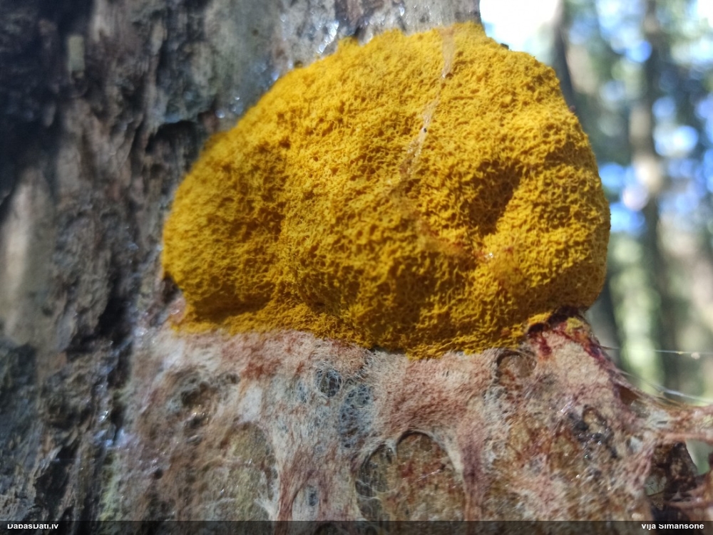 Dažādsporu ragansviests