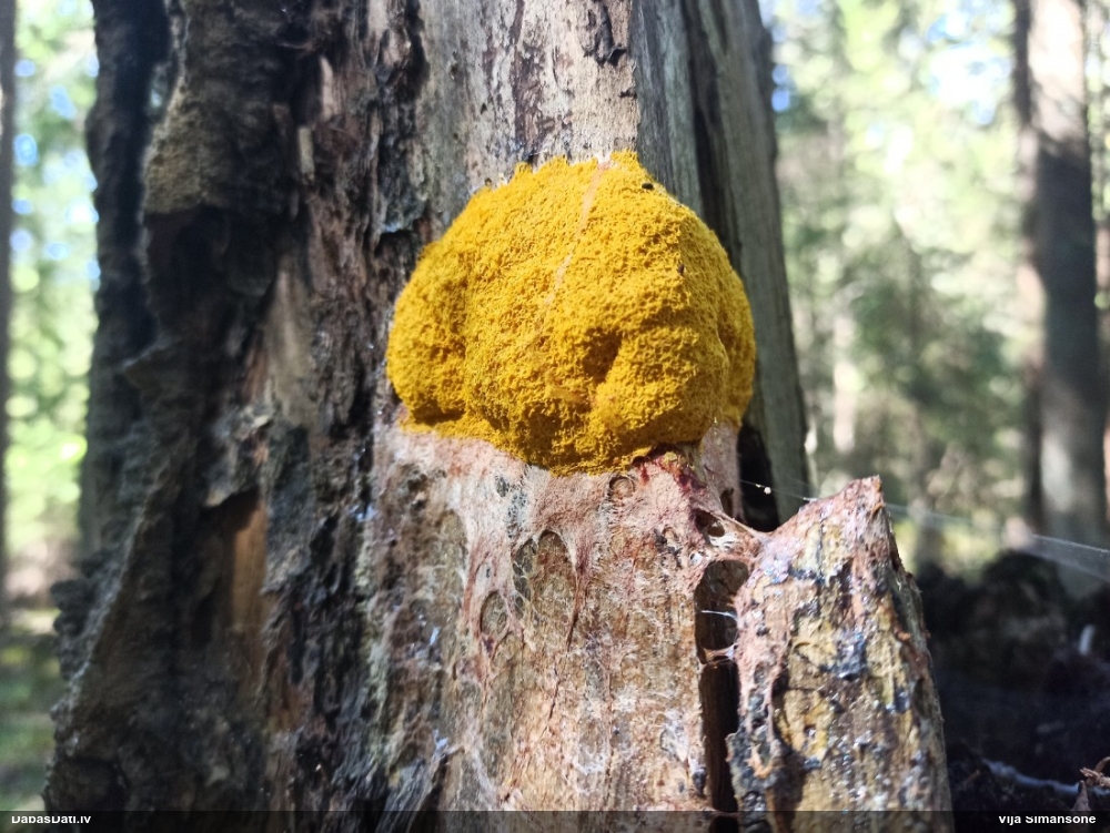 Dažādsporu ragansviests