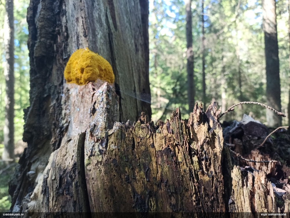 Dažādsporu ragansviests